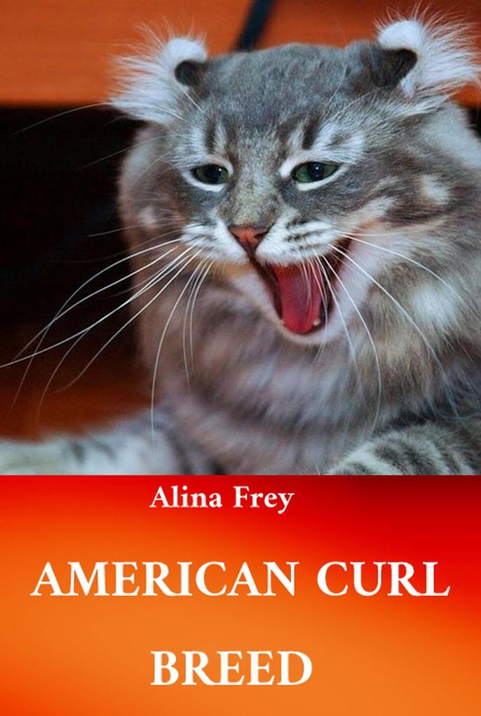 American Curl Breed