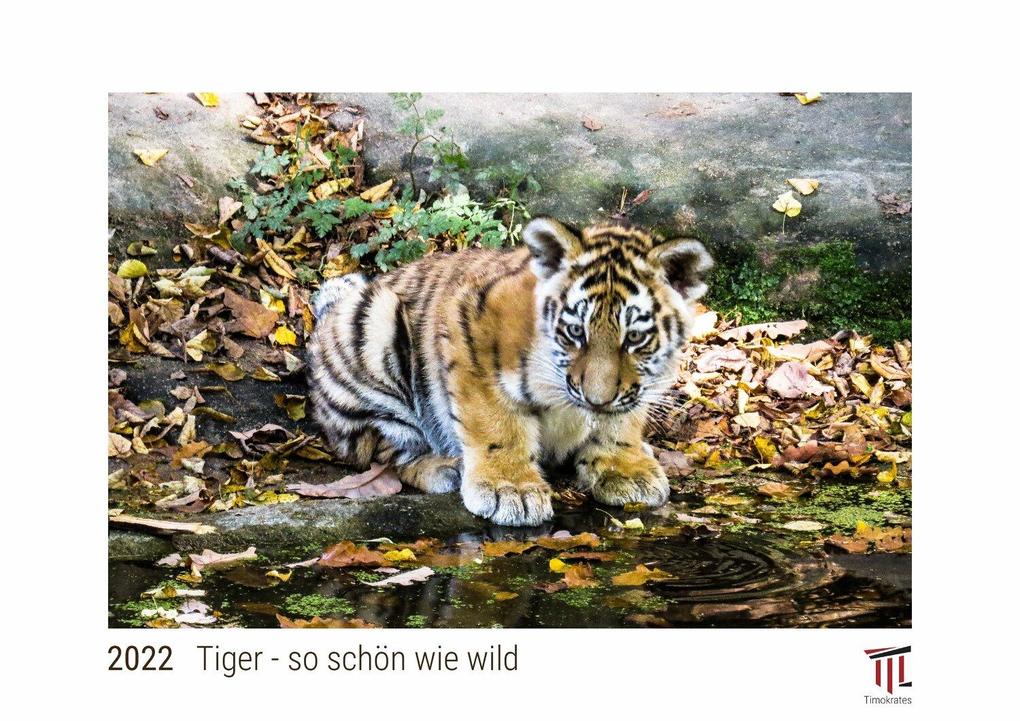 Tiger - so schön wie wild 2022 - White Edition - Timokrates Kalender Wandkalender Bildkalender - DIN A4 (ca. 30 x 21 cm)