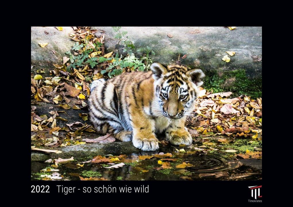 Tiger - so schön wie wild 2022 - Black Edition - Timokrates Kalender Wandkalender Bildkalender - DIN A4 (ca. 30 x 21 cm)