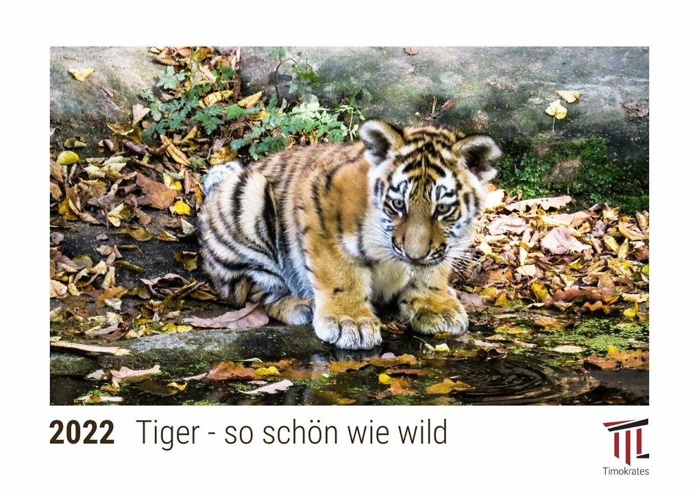 Tiger - so schön wie wild 2022 - Timokrates Kalender Tischkalender Bildkalender - DIN A5 (21 x 15 cm)