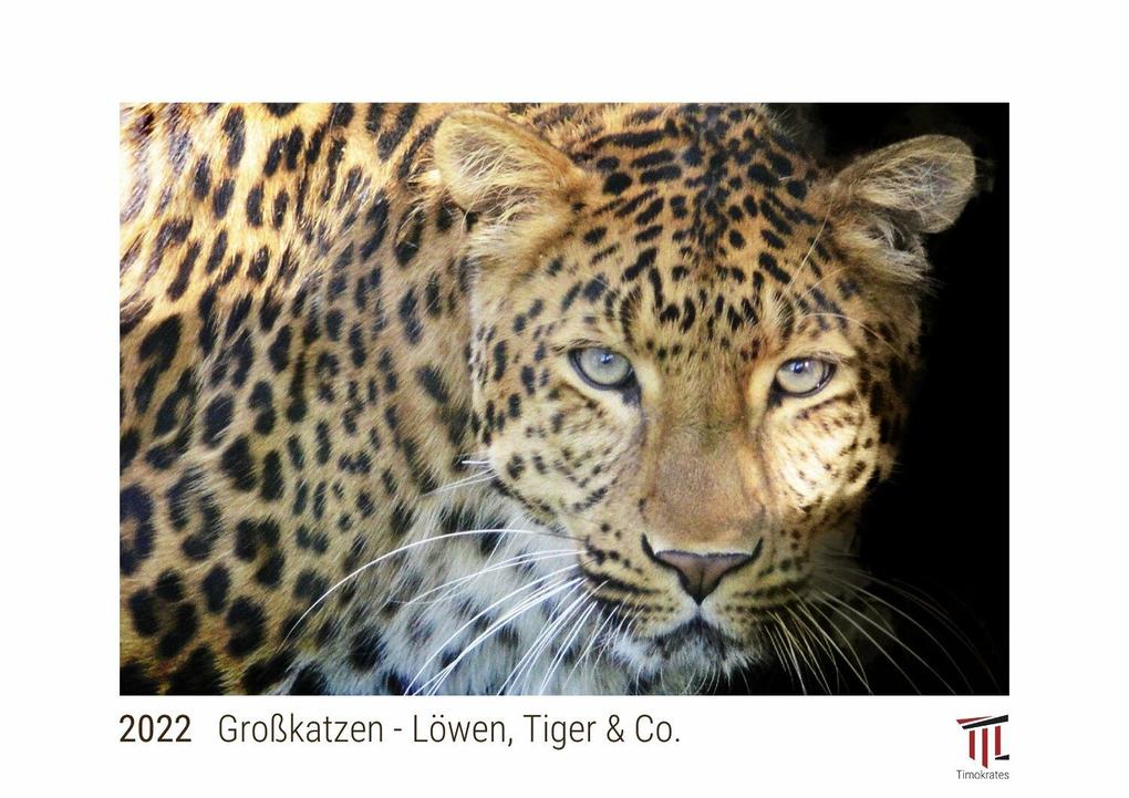 Großkatzen - Löwen Tiger & Co. 2022 - White Edition - Timokrates Kalender Wandkalender Bildkalender - DIN A4 (ca. 30 x 21 cm)