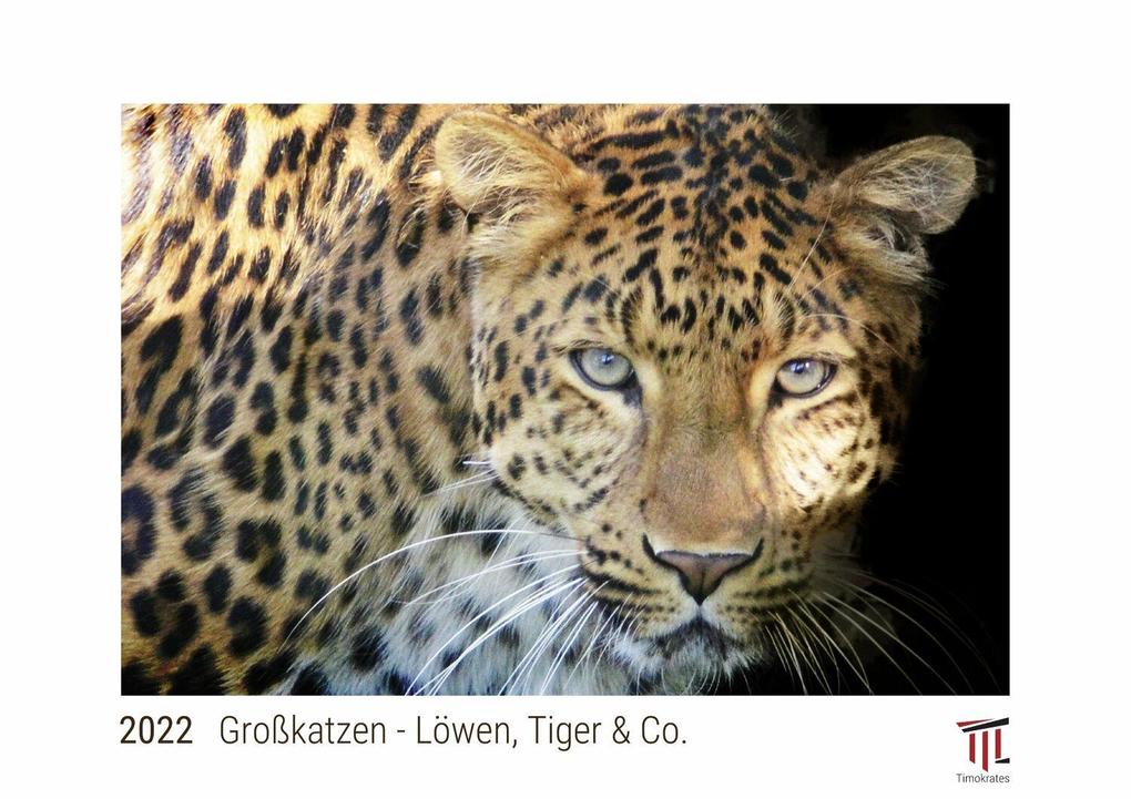 Großkatzen - Löwen Tiger & Co. 2022 - White Edition - Timokrates Kalender Wandkalender Bildkalender - DIN A3 (42 x 30 cm)