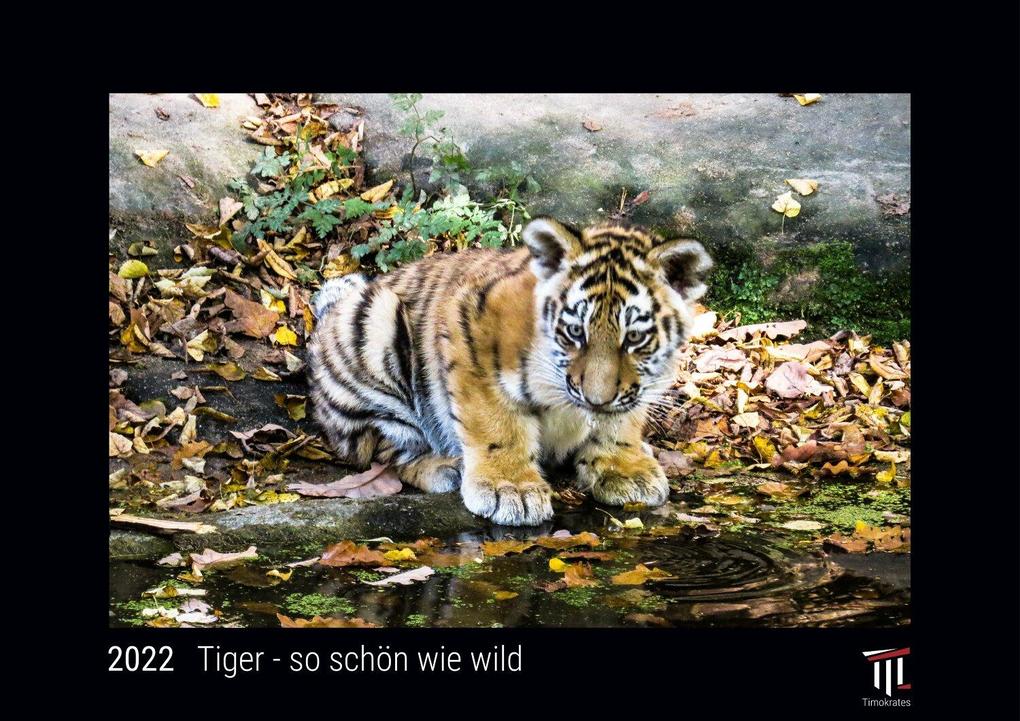 Tiger - so schön wie wild 2022 - Black Edition - Timokrates Kalender Wandkalender Bildkalender - DIN A3 (42 x 30 cm)