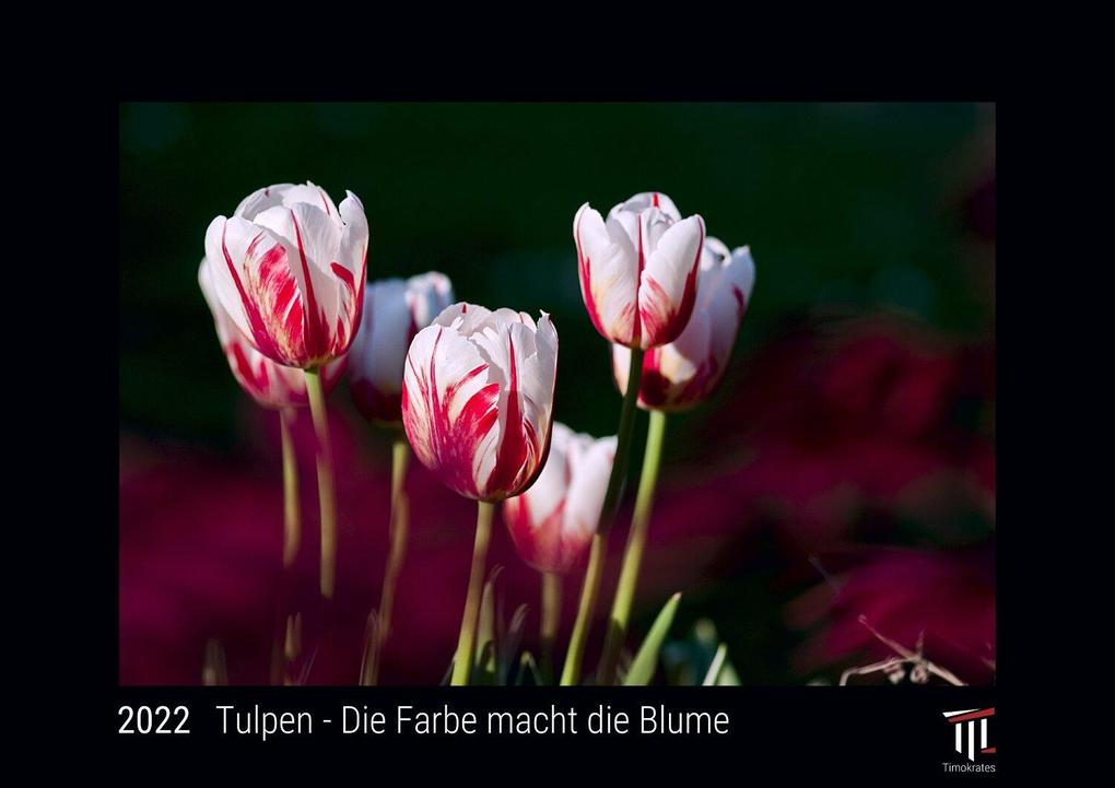 Tulpen - Die Farbe macht die Blume 2022 - Black Edition - Timokrates Kalender Wandkalender Bildkalender - DIN A3 (42 x 30 cm)