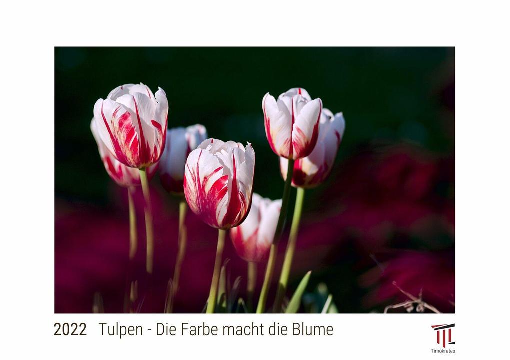 Tulpen - Die Farbe macht die Blume 2022 - White Edition - Timokrates Kalender Wandkalender Bildkalender - DIN A3 (42 x 30 cm)