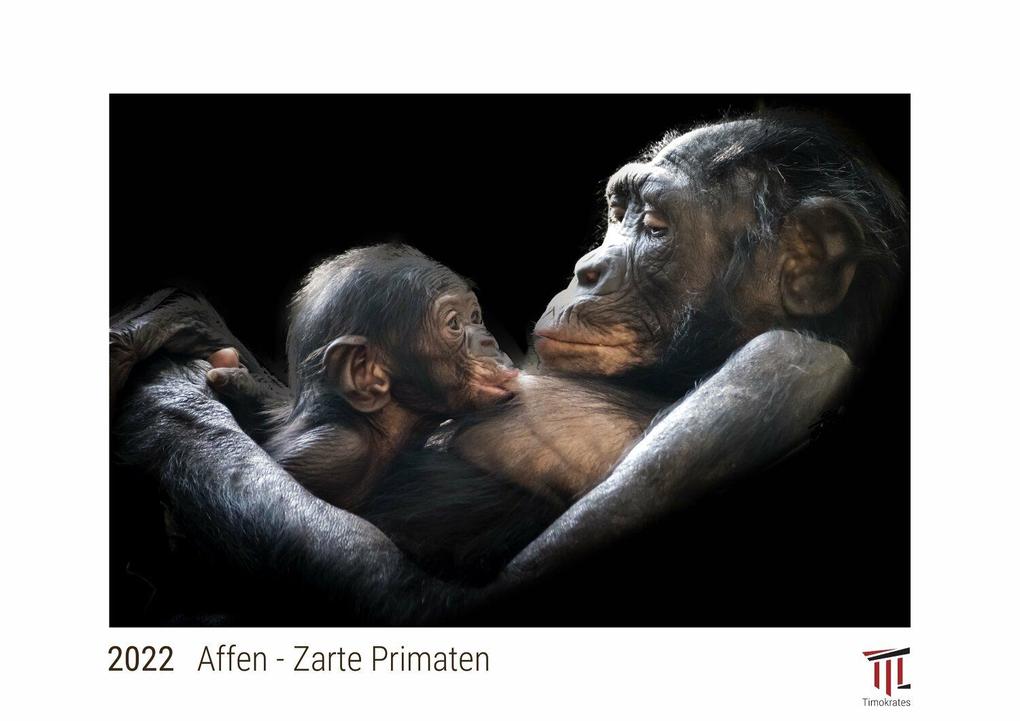 Affen - Zarte Primaten 2022 - White Edition - Timokrates Kalender Wandkalender Bildkalender - DIN A3 (42 x 30 cm)
