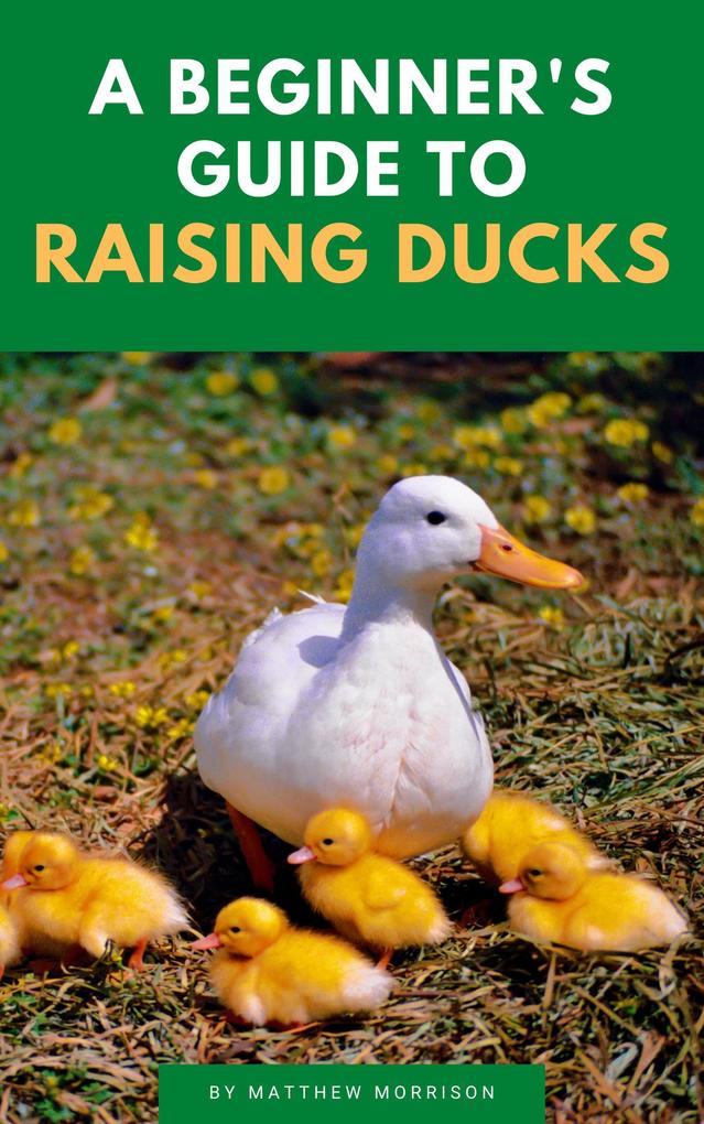 A Beginner‘s Guide To Raising Ducks