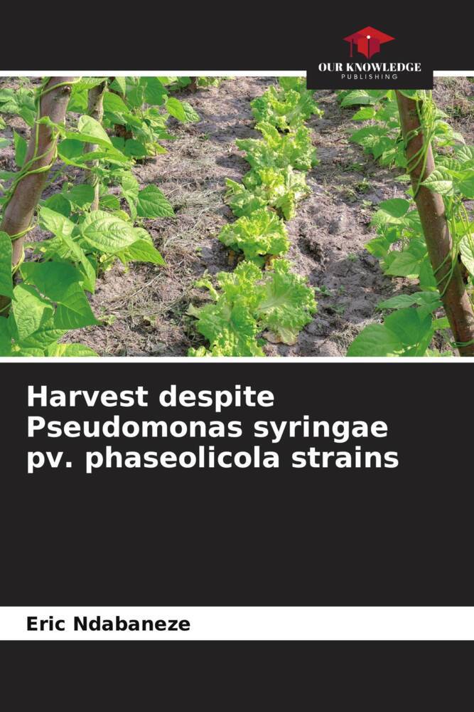 Harvest despite Pseudomonas syringae pv. phaseolicola strains
