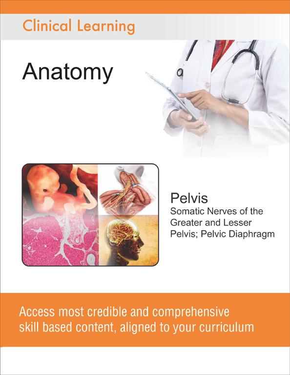 Pelvis - Somatic Nerves of the Greater and Lesser Pelvis; Pelvic Diaphragm
