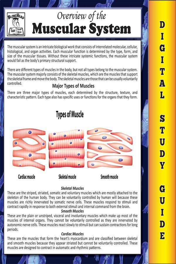Muscular System (Blokehead Easy Study Guide)