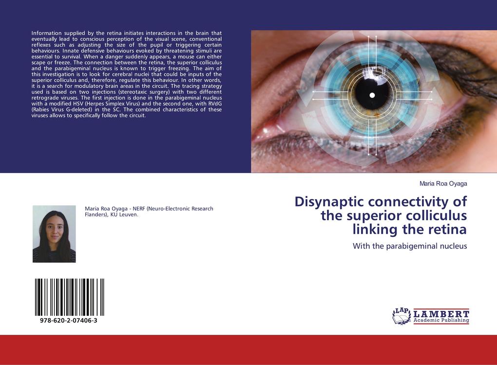Disynaptic connectivity of the superior colliculus linking the retina