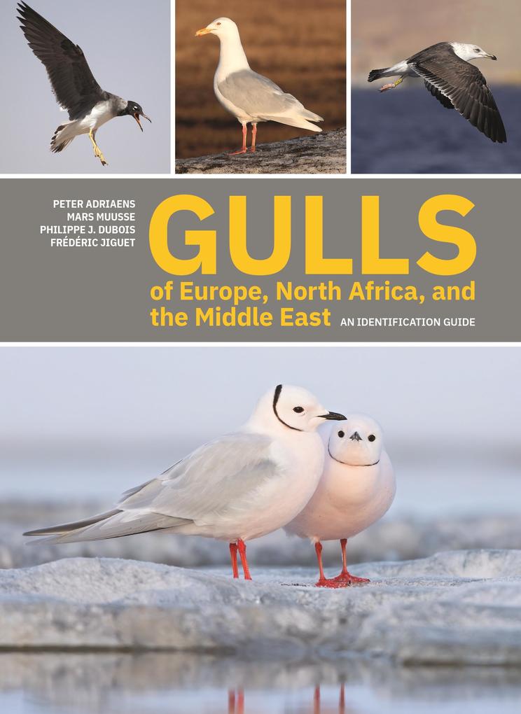 Gulls of Europe North Africa and the Middle East