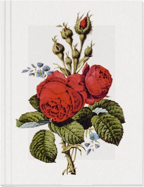 Geschichte der Rose Großes Notizheft (A5) Motiv Moosrose