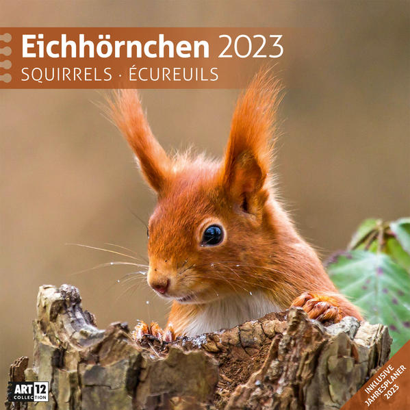 Image of Eichhörnchen Kalender 2023 - 30x30