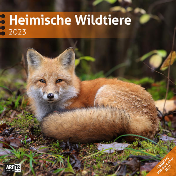 Image of Heimische Wildtiere Kalender 2023 - 30x30