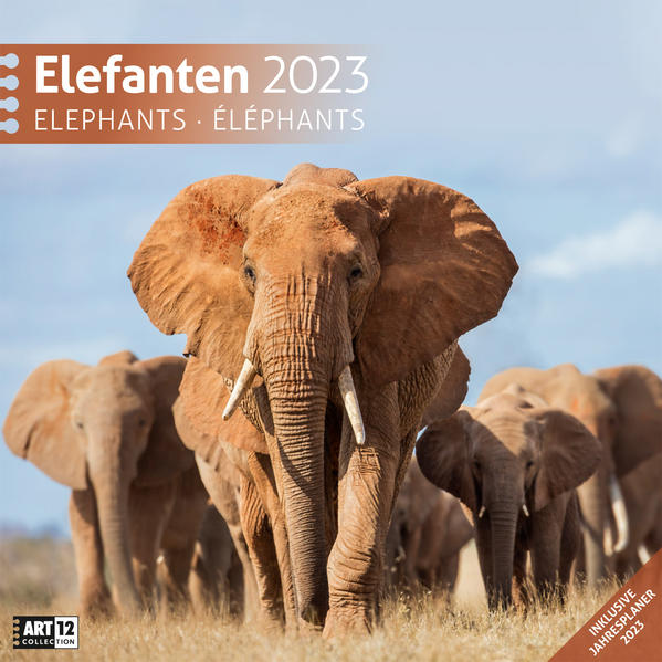Image of Elefanten Kalender 2023 - 30x30