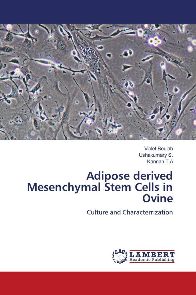 Adipose derived Mesenchymal Stem Cells in Ovine