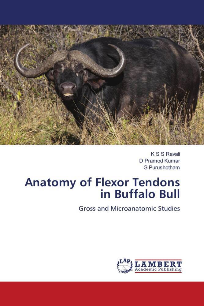 Anatomy of Flexor Tendons in Buffalo Bull