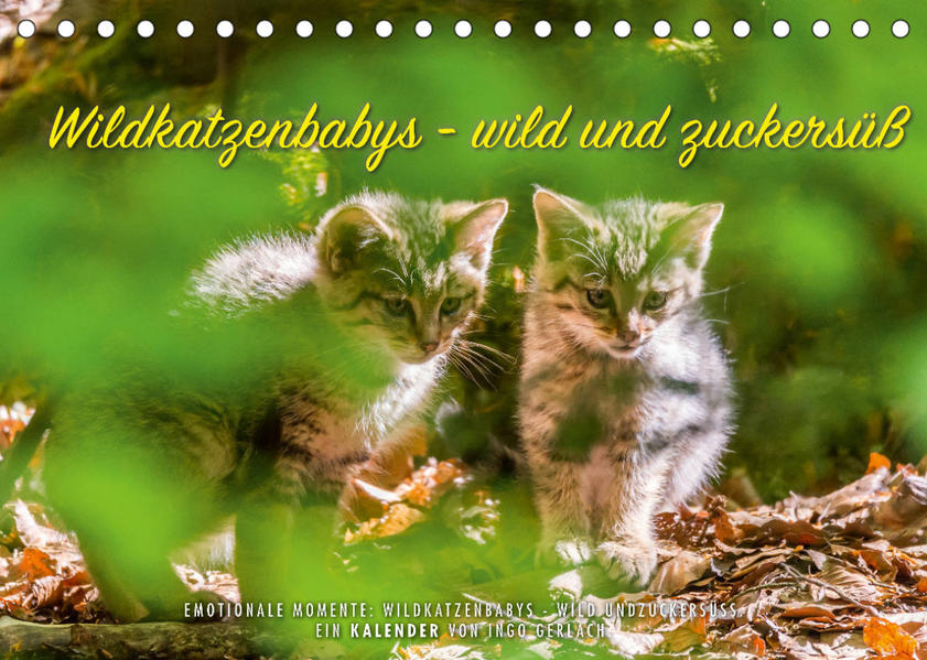 Image of Wildkatzenbabys - wild und zuckersüß. (Tischkalender 2023 DIN A5 quer)