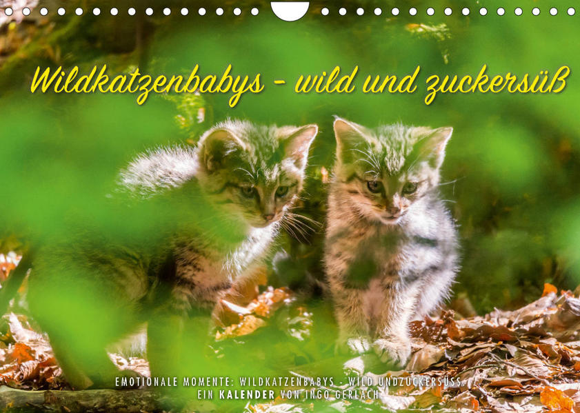 Image of Wildkatzenbabys - wild und zuckersüß. (Wandkalender 2023 DIN A4 quer)