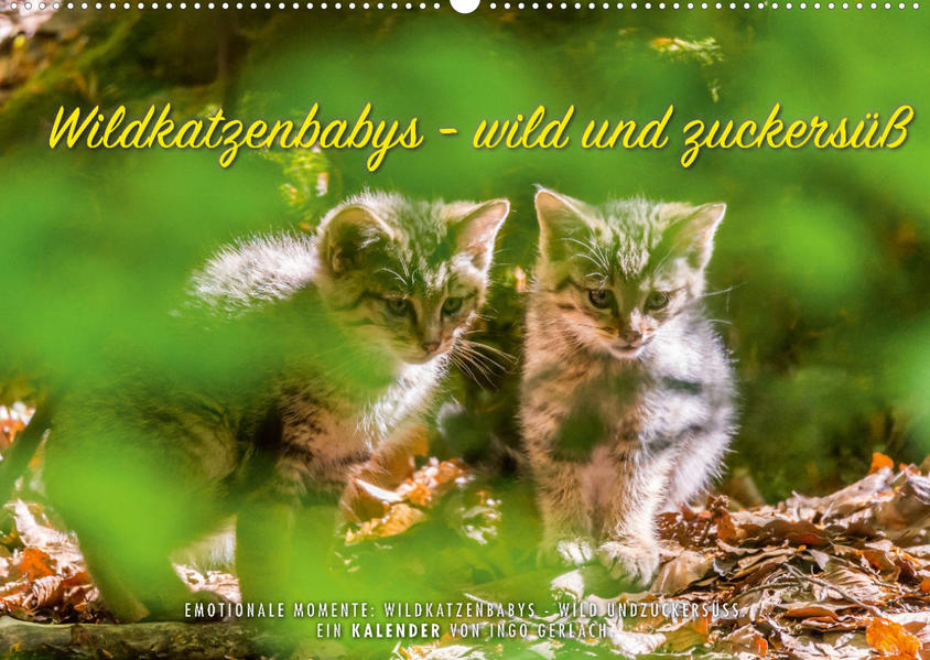 Image of Wildkatzenbabys - wild und zuckersüß. (Wandkalender 2023 DIN A2 quer)