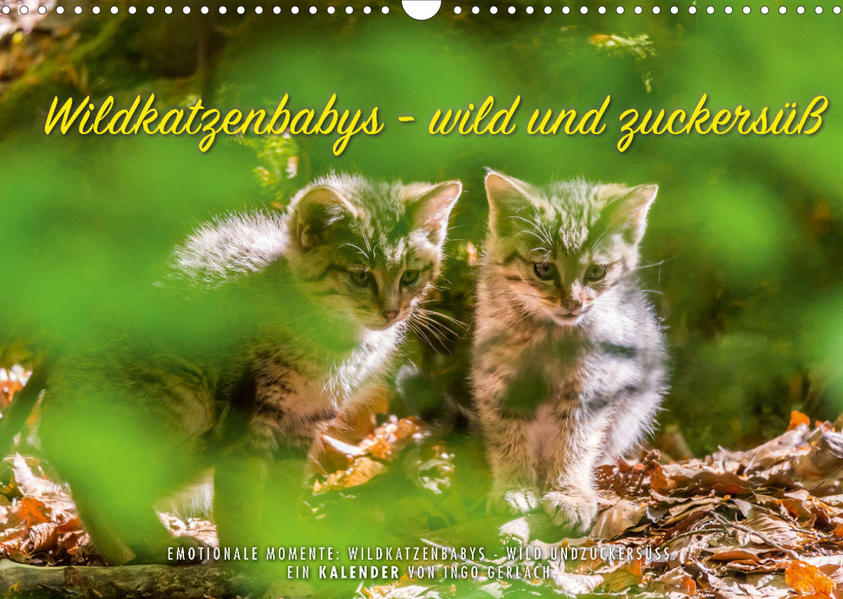 Image of Wildkatzenbabys - wild und zuckersüß. (Wandkalender 2023 DIN A3 quer)