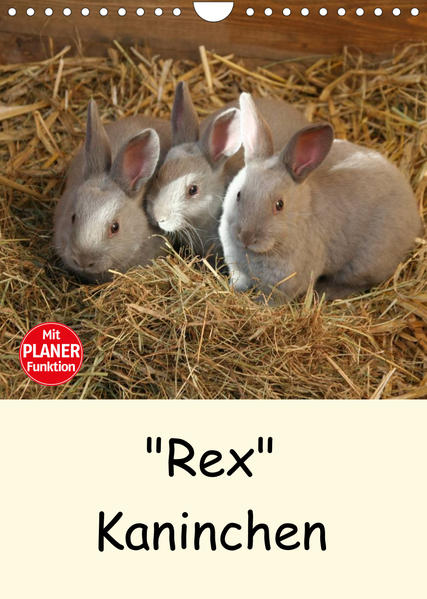 Image of Rex Kaninchen (Wandkalender 2023 DIN A4 hoch)