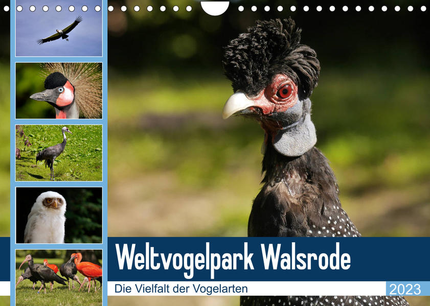 Image of Weltvogelpark Walsrode - Die Vielfalt der Vogelarten (Wandkalender 2023 DIN A4 quer)