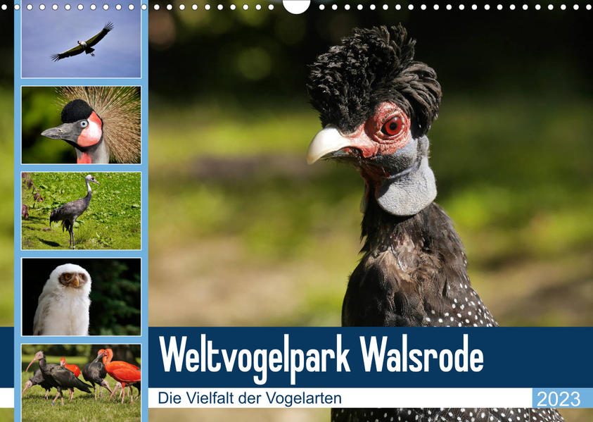 Image of Weltvogelpark Walsrode - Die Vielfalt der Vogelarten (Wandkalender 2023 DIN A3 quer)