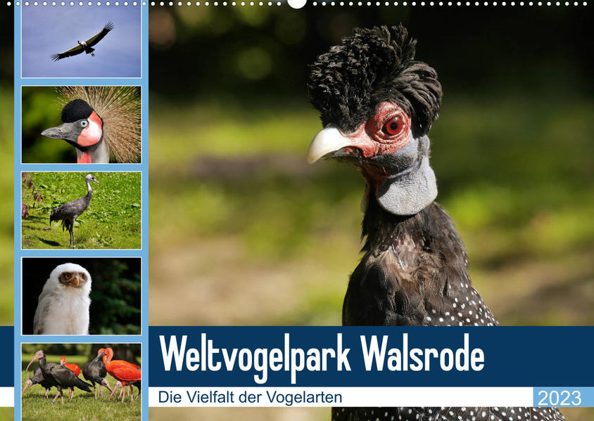 Image of Weltvogelpark Walsrode - Die Vielfalt der Vogelarten (Wandkalender 2023 DIN A2 quer)