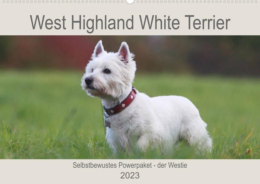 West Highland White Terrier - Selbstbewustes Powerpaket - der Westie (Wandkalender 2023 DIN A2 quer)
