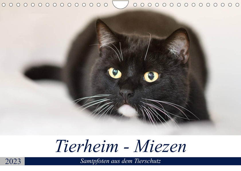 Image of Tierheim - Miezen (Wandkalender 2023 DIN A4 quer)