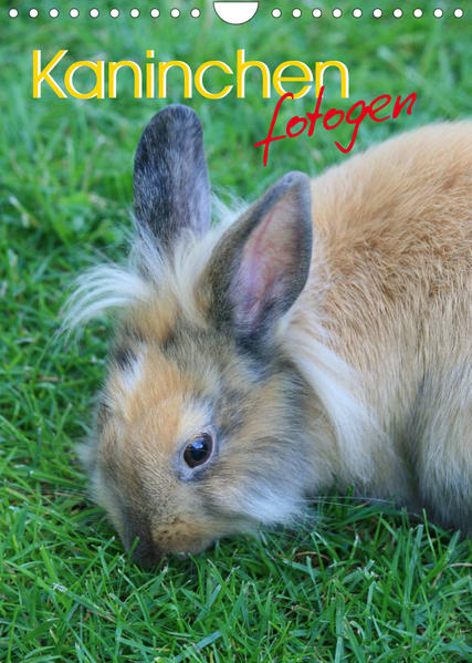 Image of Kaninchen fotogen (Wandkalender 2023 DIN A4 hoch)