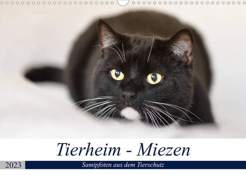 Image of Tierheim - Miezen (Wandkalender 2023 DIN A3 quer)