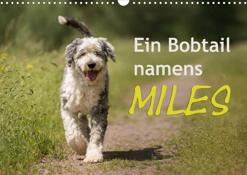 Image of Ein Bobtail namens Miles (Wandkalender 2023 DIN A3 quer)