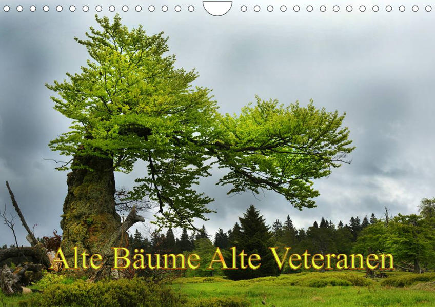 Image of Alte Bäume Alte Veteranen (Wandkalender 2023 DIN A4 quer)