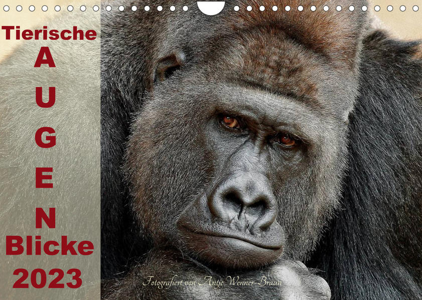 Image of Tierische Augen-Blicke 2023 (Wandkalender 2023 DIN A4 quer)