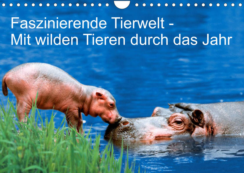 Image of Faszinierende Tierwelt - Mit wilden Tieren durch das Jahr (Wandkalender 2023 DIN A4 quer)