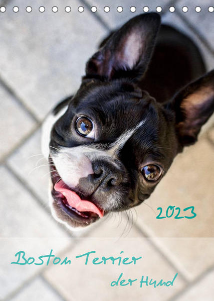 Image of Boston Terrier der Hund 2023 (Tischkalender 2023 DIN A5 hoch)