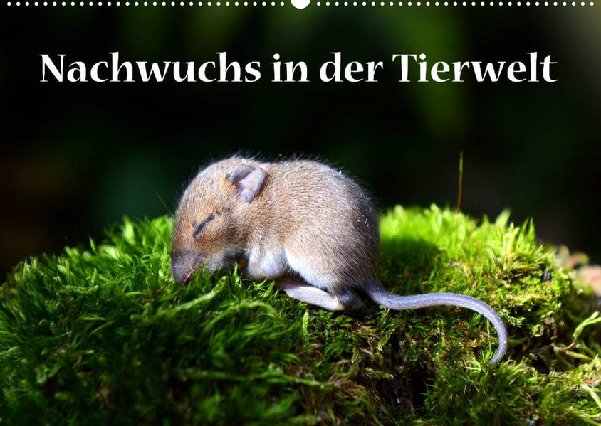 Image of Nachwuchs in der Tierwelt (Wandkalender 2023 DIN A2 quer)