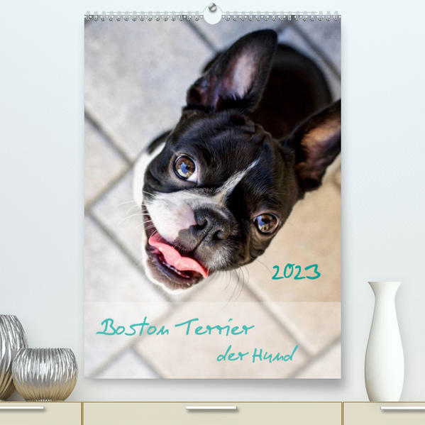 Image of Boston Terrier der Hund 2023 (Premium hochwertiger DIN A2 Wandkalender 2023 Kunstdruck in Hochglanz)