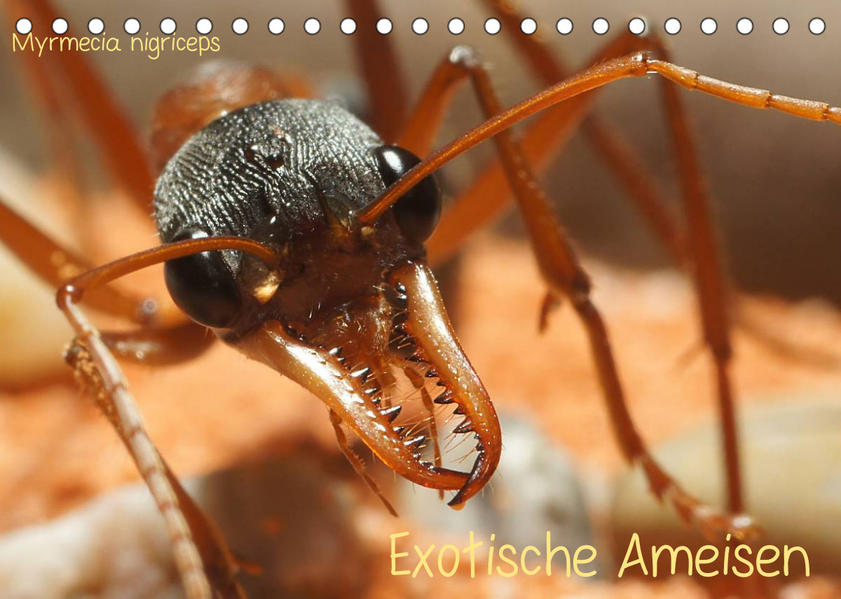 Image of Exotische Ameisen (Tischkalender 2023 DIN A5 quer)