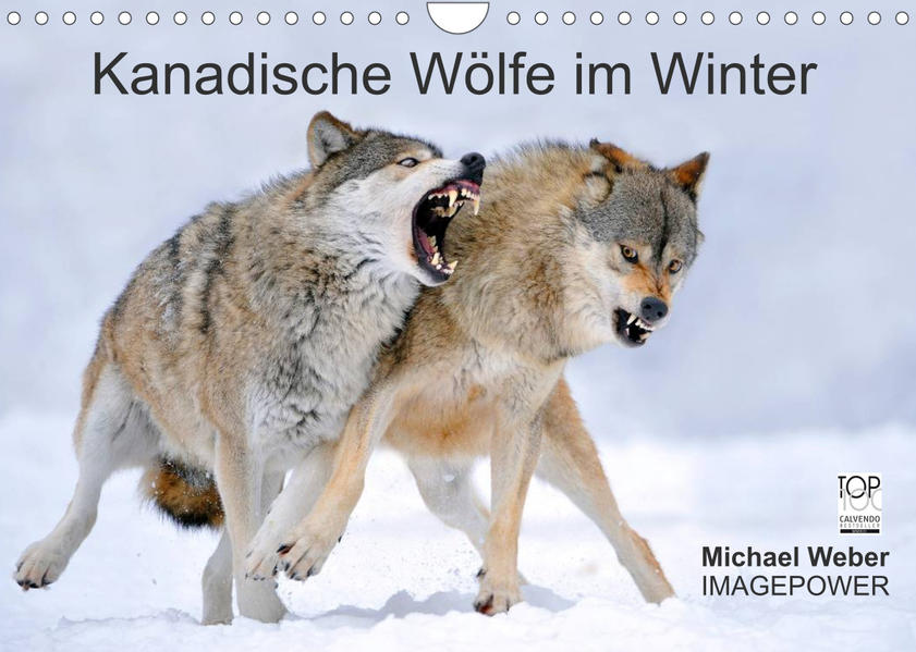 Image of Kanadische Wölfe im Winter (Wandkalender 2023 DIN A4 quer)