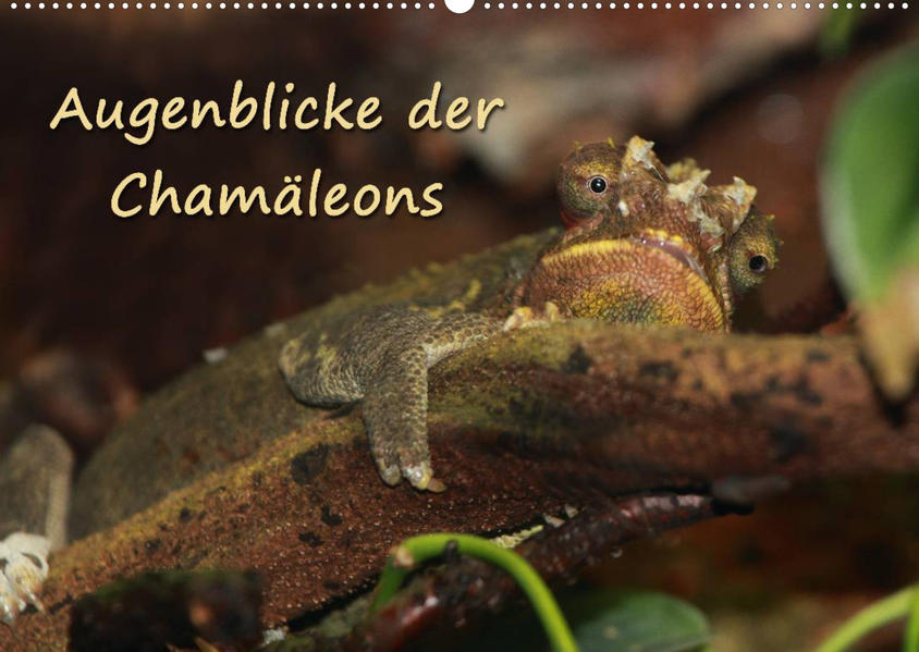 Image of Augenblicke der Chamäleons (Wandkalender 2023 DIN A2 quer)