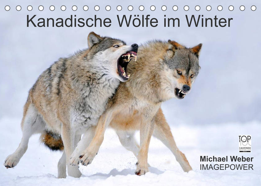 Image of Kanadische Wölfe im Winter (Tischkalender 2023 DIN A5 quer)