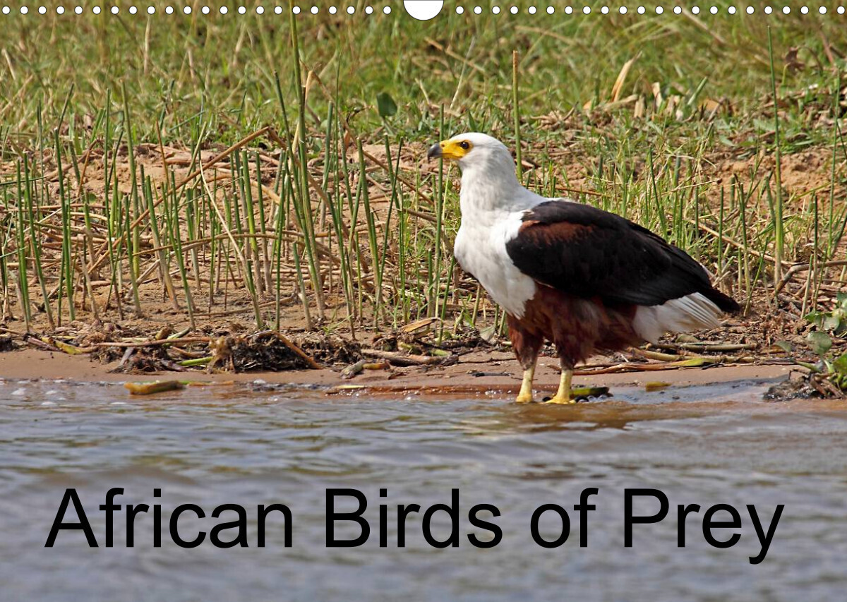 Image of African Birds of Prey (Wall Calendar 2023 DIN A3 Landscape)
