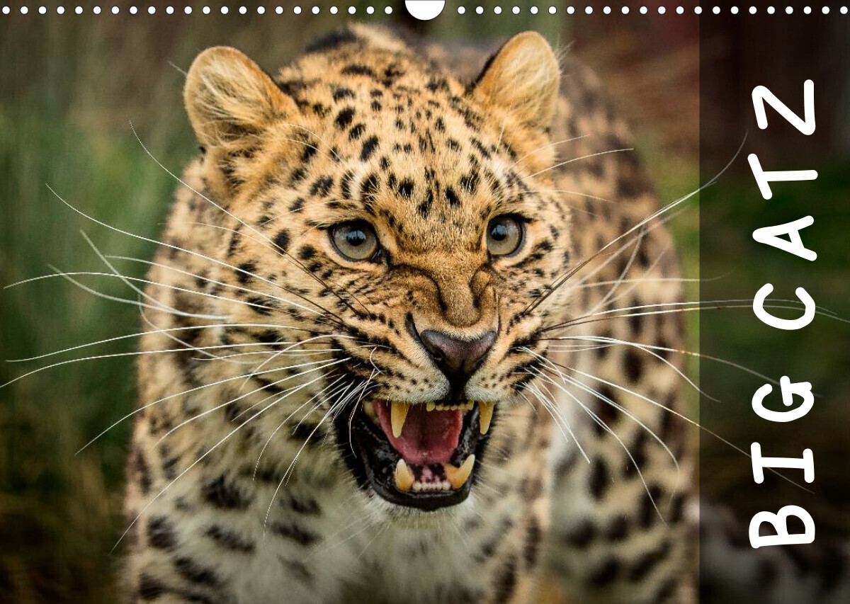 Image of Big Catz (Wall Calendar 2023 DIN A3 Landscape)