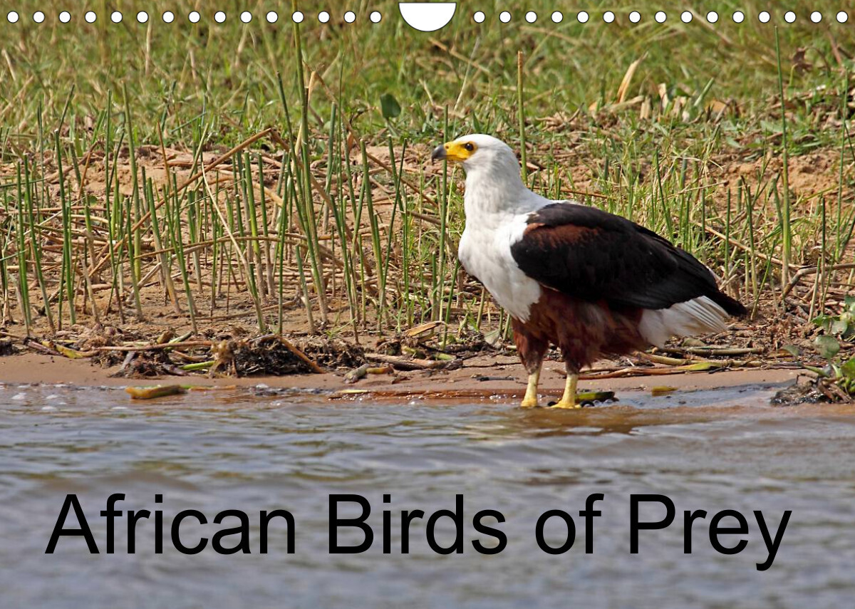 Image of African Birds of Prey (Wall Calendar 2023 DIN A4 Landscape)