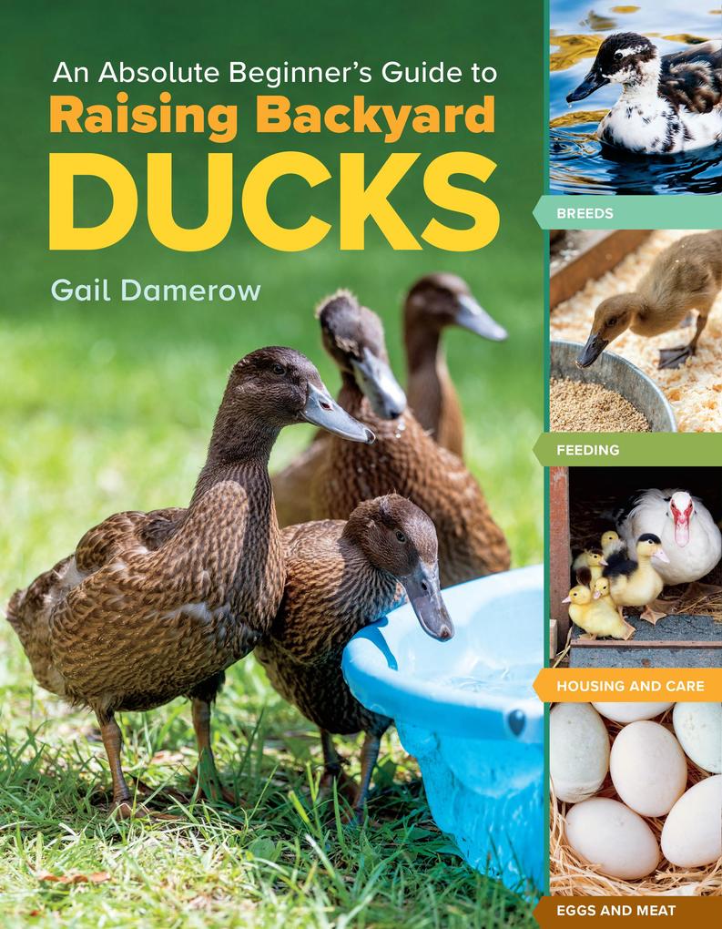 An Absolute Beginner‘s Guide to Raising Backyard Ducks