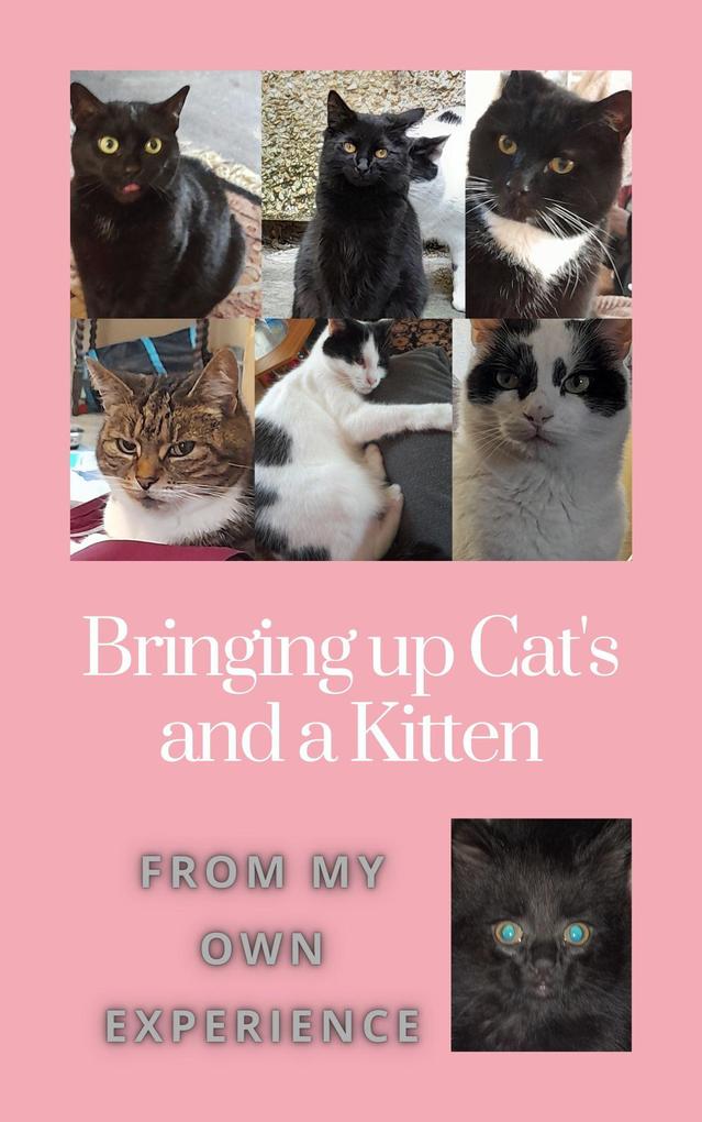 Bringing up Cats and a Kitten